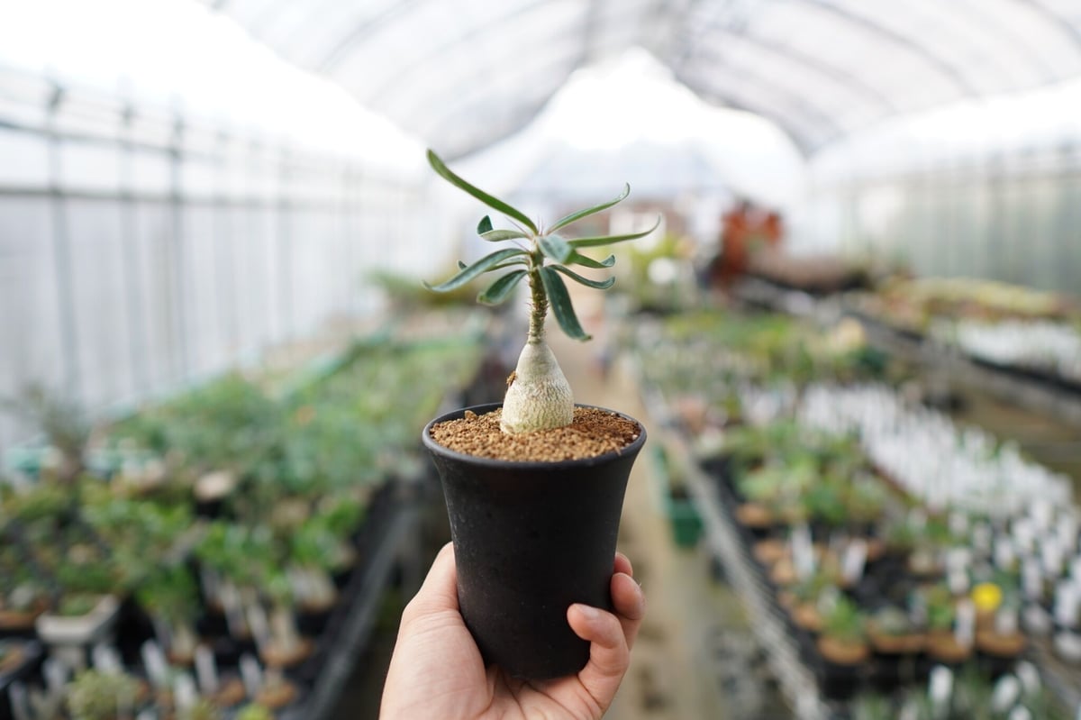 グラキリス　ビスピノーサム isla del pescado - Pachypodium bispinosum-パキポディウム