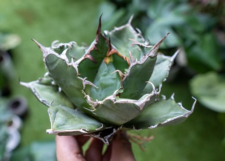 Agave titanota 白鯨嚴龍 A NO.3
