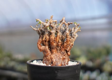 Ceraria pygmaea ケラリア ピグマエア　No.8
