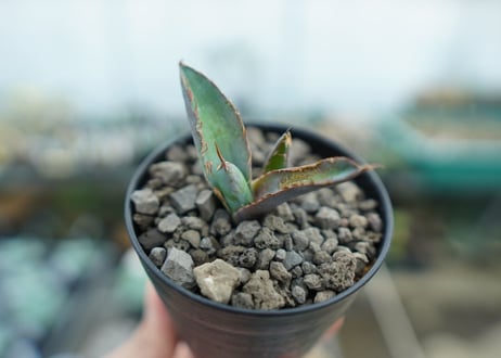アガベ　チタノタ　 ブラックアンドブルー 　Agave titanota black and blue　No.1