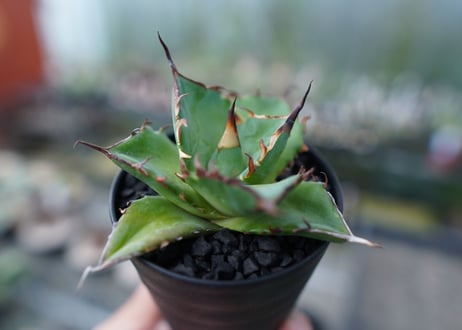 アガベ　チタノタ　ハデス　Agave titanota Hades　No.2