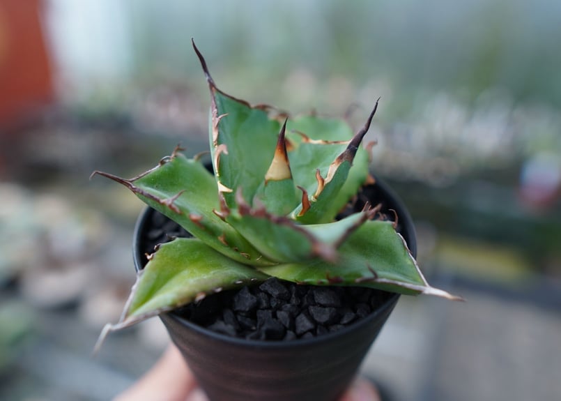 アガベ ハデス 親株 チタノタ アガベ ハデス 親株 チタノタ - メルカリ