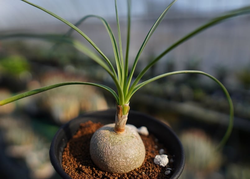 ボーカルネア グラキリス Beaucarnea gracilis | mana's farm: