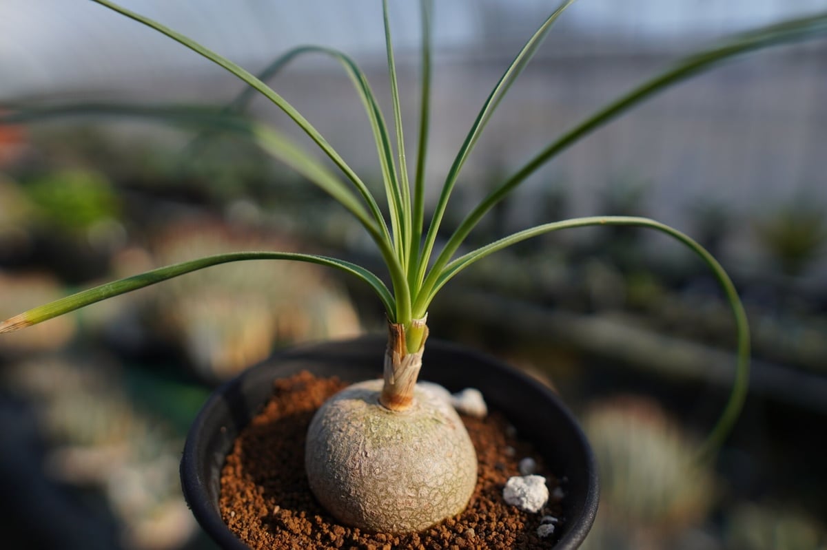 ボーカルネア グラキリス Beaucarnea gracilis | mana's farm: