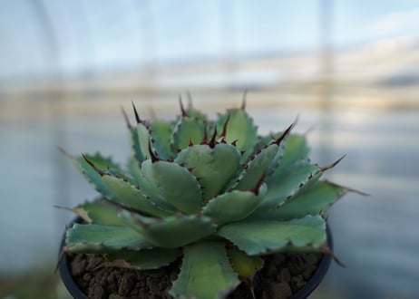 吉祥冠　中斑　Agave potatorum