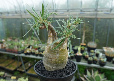 パキポディウム　グラキリス　 Pachypodium Gracilius  No.1
