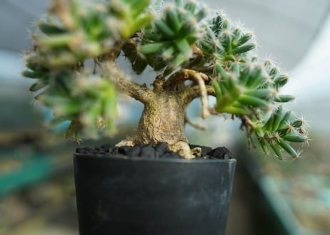 トリコディアデマ　デンサム　Trichodiadema densum  No.1