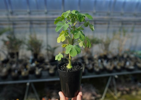 アデニア　グラウカ　Adenia glauca  No.1