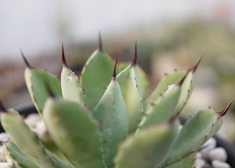 Agave Potatorum×Macroacantha　”八荒雷神”　No.3