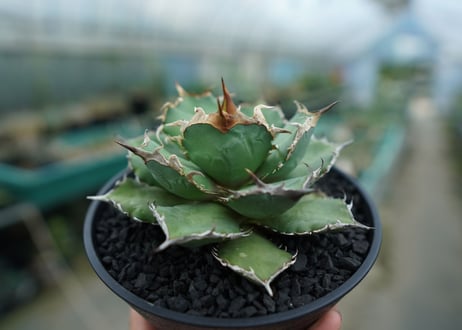 アガベ　チタノタ　烈焔 Agave titanota "烈焔"　No.3