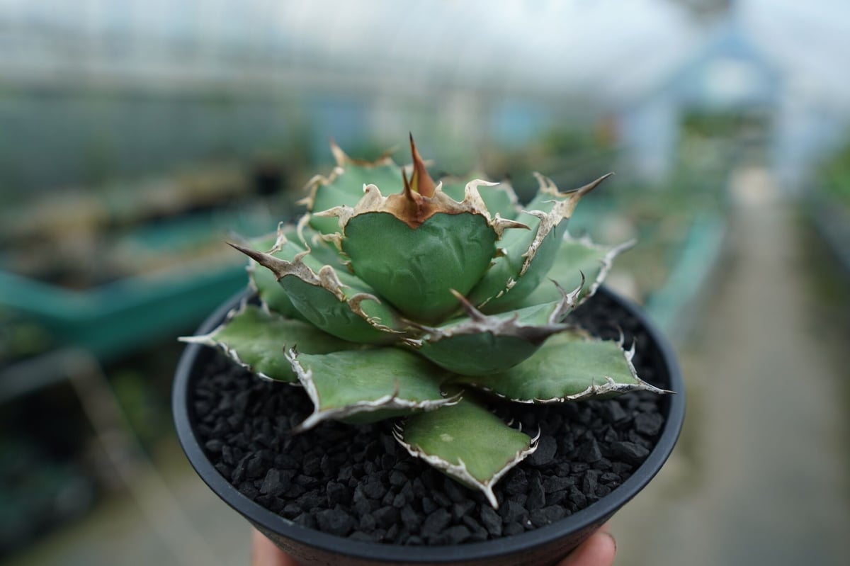 アガベ チタノタ 烈焔 Agave titanota アガベ チタノタ 烈焔 Agave titanota