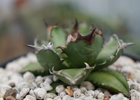 Agave titanota dwarf 姫厳龍NO.7   (G)