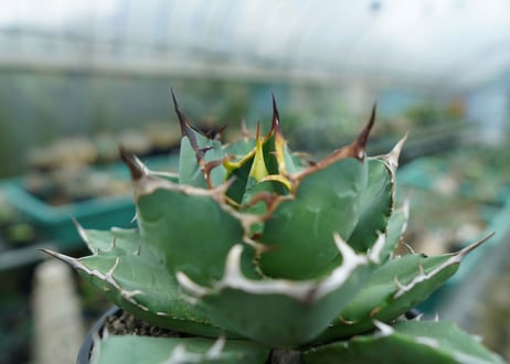 アガベ　チタノタ　FO-76　agave titanota  FO-76