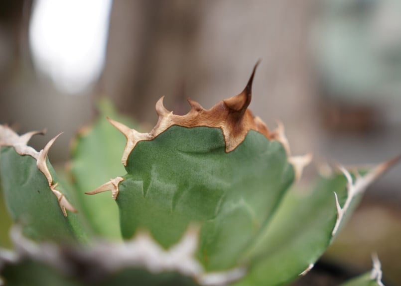 専用　冰雹　ブツブツ　内棘　裏棘　発根済み　8 Amazon.co.jp: カクダイ 異径フレキパイプ用ニップル 0786B-13