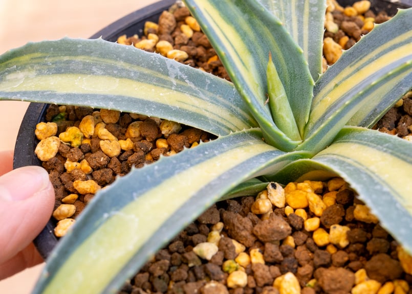 アガベ アメリカーナ 黄 中斑 | mana's farm:塊根植物・アガベ・ドライ