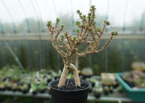 姫紅小松　Trichodiadema bulbosum