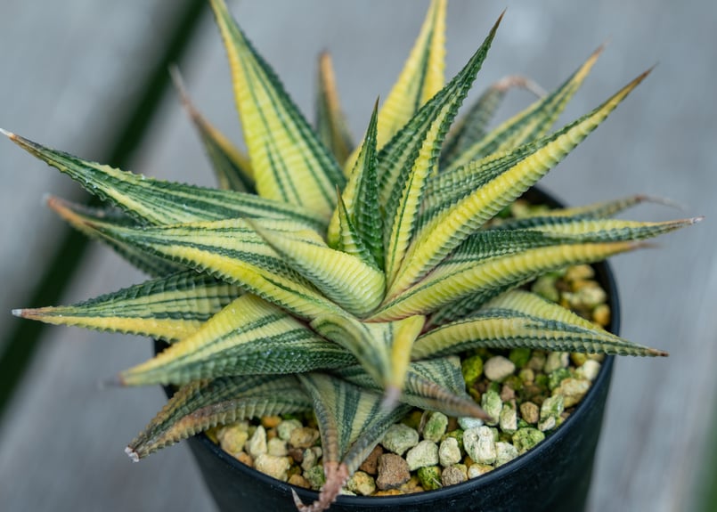 ハオルチア ルリデン錦 | mana's farm:塊根植物・アガベ・ドライ