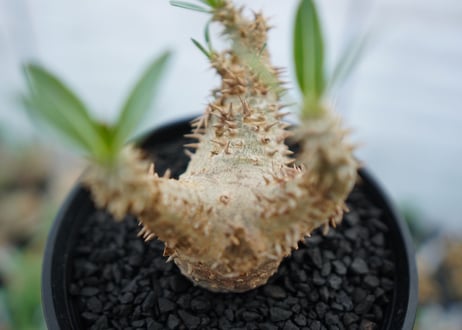 パキポディウム　デンシフローラム　Pachypodium densiflorum　No.2