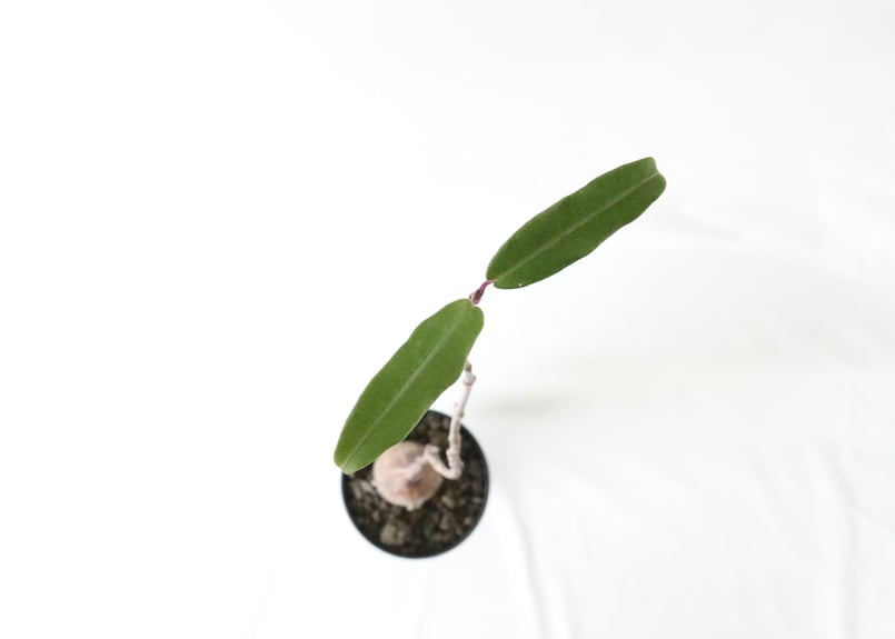 フォッケア ツゲレンシス | mana's farm:塊根植物・アガベ・ドライ