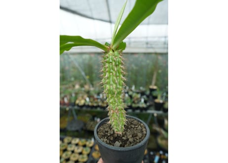 ユーフォルビア　ピグエリー　Euphorbia viguieri