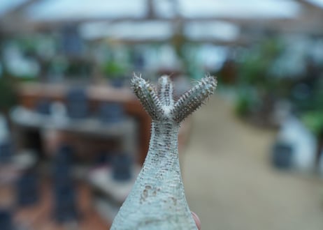 【抜き苗】パキポディウム　グラキリス　 Pachypodium Gracilius  No.9