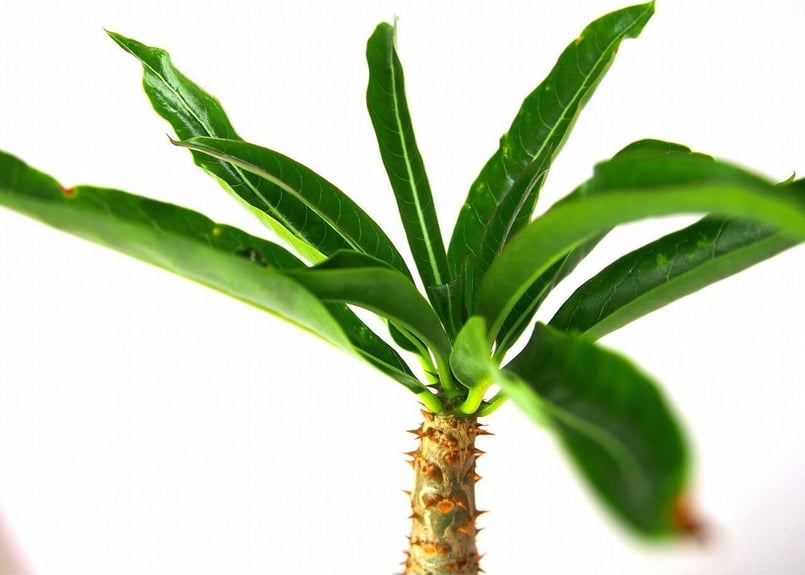 パキポディウム・メリディオナレ Pachypodium meridionale