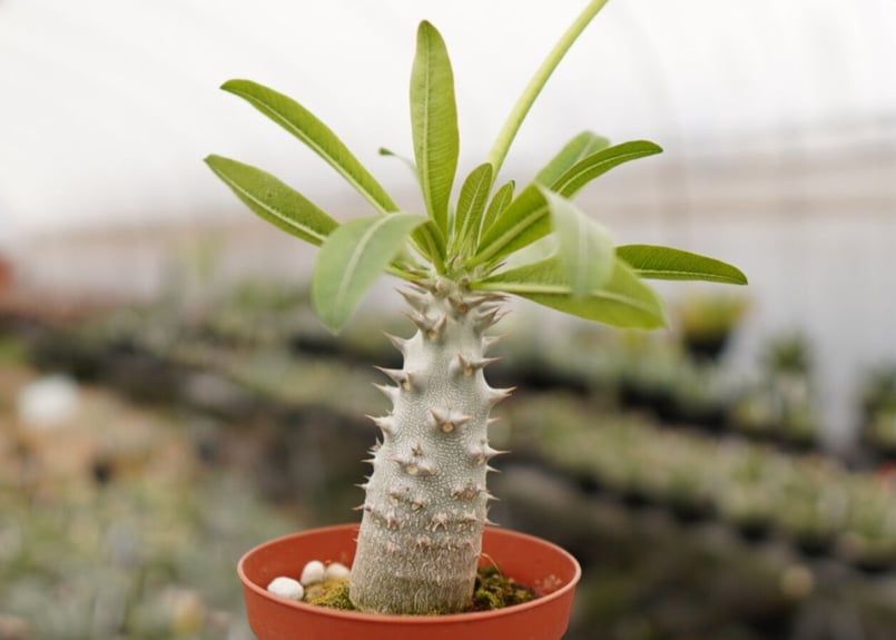 パキポディウム デンシフローラム 大 A NO.1 | mana's farm