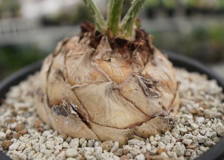 エンセファラルトス　 ホリダス　Encephalartos horridus　 NO.2
