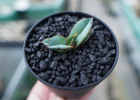 アガベ　チタノタ　 ブラックアンドブルー 　Agave titanota black and blue　No.16