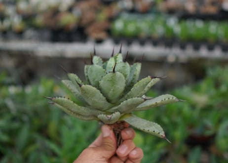 agave Potatorum×Macroacantha　”八荒雷神”　№7