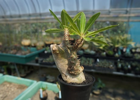 パキポディウム マカイエンセ　Pachypodium makayense　No.6