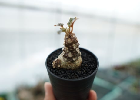 ドルステニア フォエチダ Dorstenia foetida　No.3