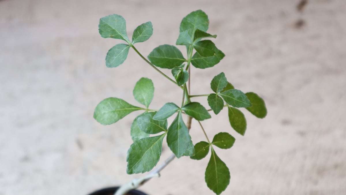 コミフォラオブロンギフォリア fit=scale-down,w=1200