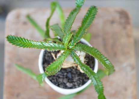 Euphorbia stellata