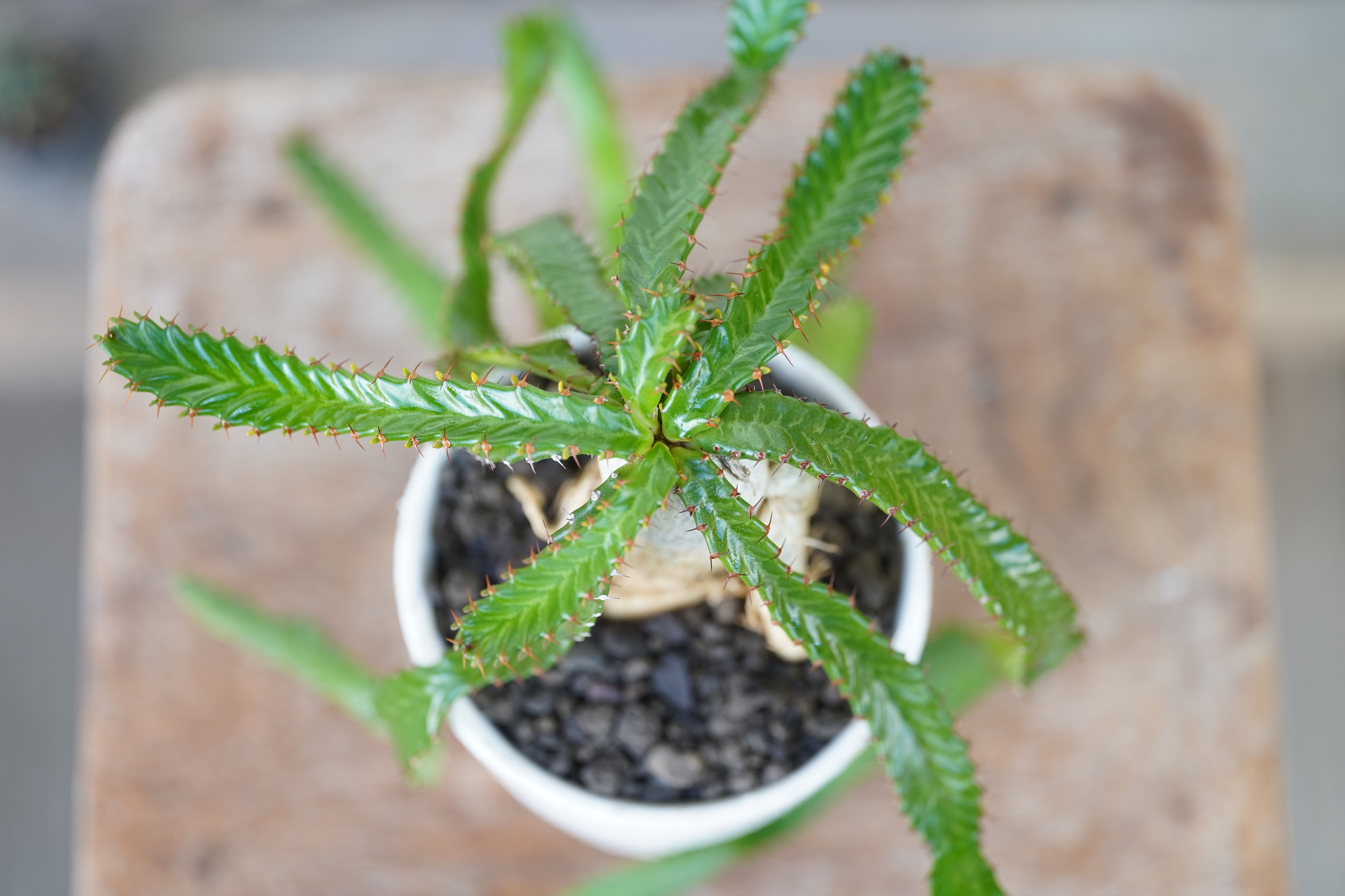 Euphorbia stellata | mana's farm:塊根植物・アガベ・ドライガー
