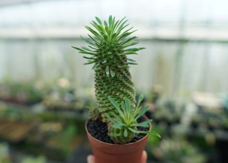 ユーフォルビア　ソテツキリン "パイナップルコーン"　Euphorbia sotetsukirin  No.4