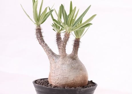 Pachypodium Gracilius パキポディウム  グラキリス  №６　手のり　バランス良