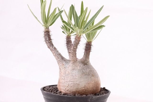 Pachypodium Gracilius パキポディウム グラキリス №6 手のり バラ