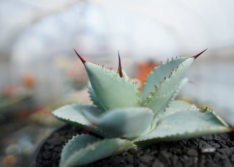 アガベ　ドラゴントゥース　Agave Dagontoes　No.1