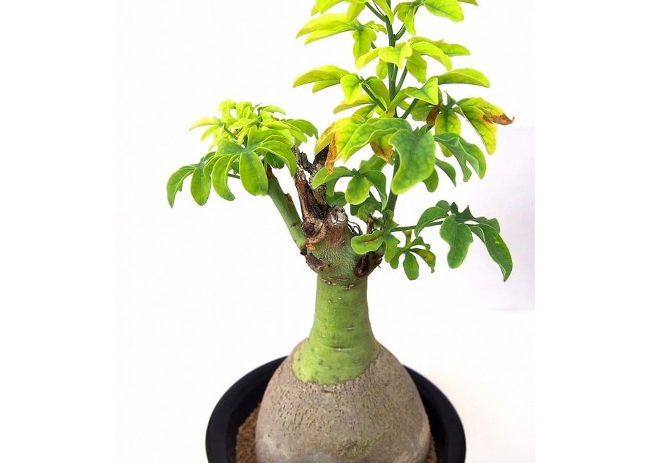 57302e849821ccb3b9000c7e