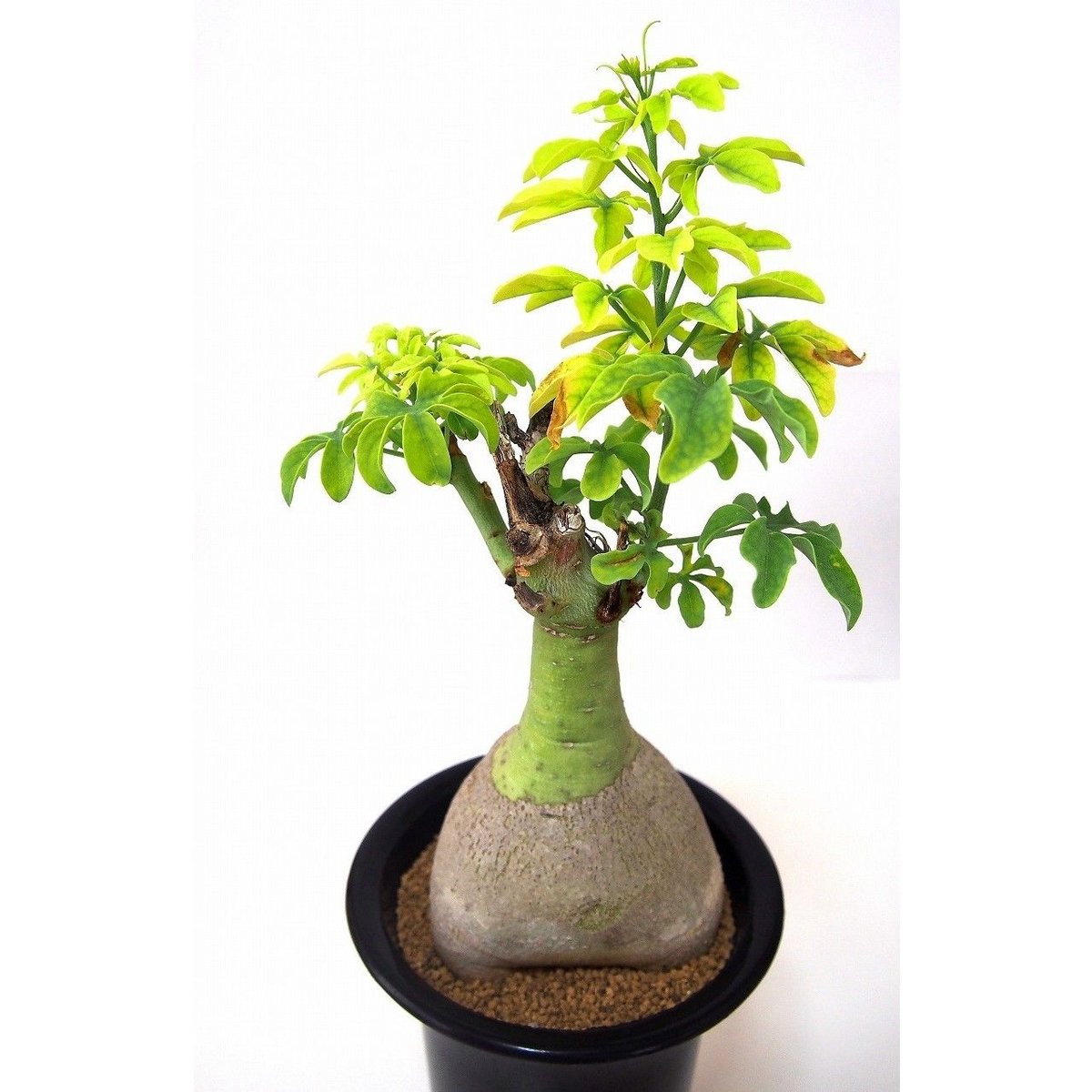 ん*の様 【一点物】アデニア グラウカ 幻蝶かずら Adenia Glauca Adenia glauca アデニア グラウカ 幻蝶かずら | mana's farm:塊根
