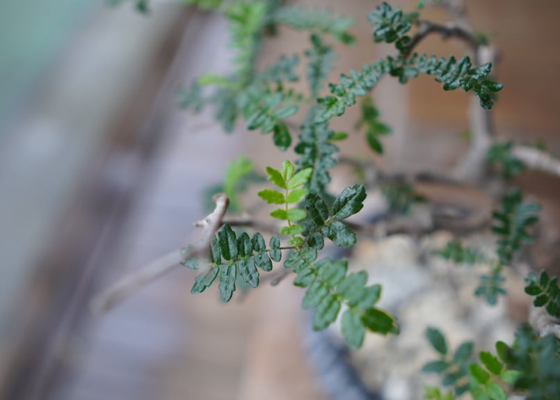 コミフォラ モンストローサ Commiphora monstrosa | mana's gre コミフォラ モンストローサ Commiphora monstrosa | mana's gre