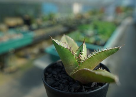 アガベ　チタノタ　FO-76　Agave titanota  FO-76　No.4