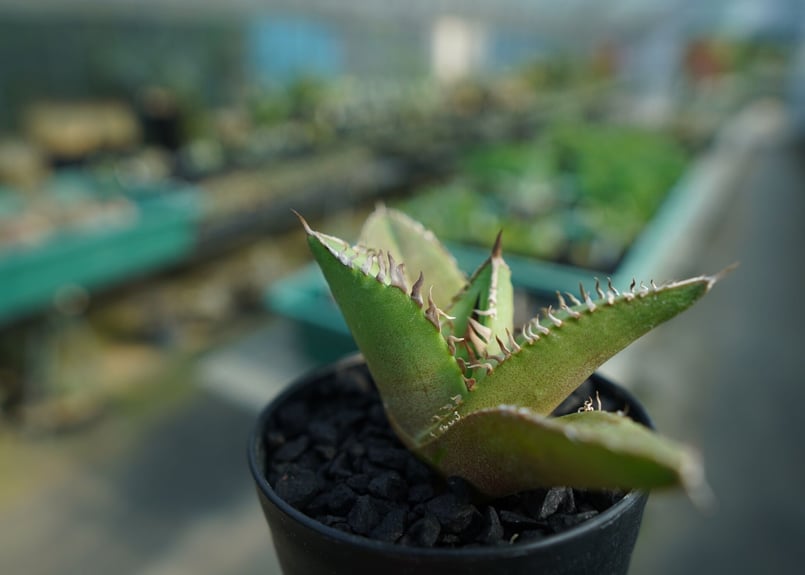 アガベ チタノタ FO-76 Agave titanota FO-76 No.4 | man