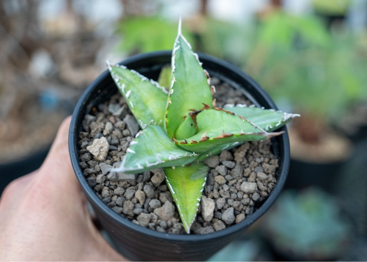 アガベ　オテロイ　agave oteroi　No.2