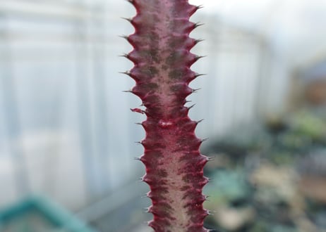 ユーフォルビア　紅彩雲閣　Euphorbia trigona f. rubra