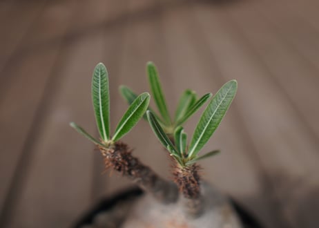 パキポディウム　グラキリス　 Pachypodium Gracilius