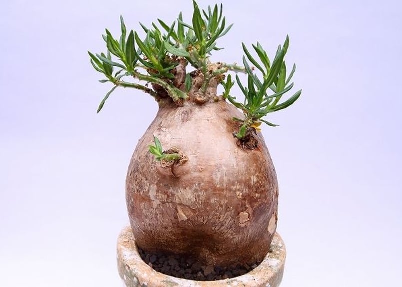 パキポディウム ビスピノーサム | mana's green:塊根植物販売 パキポディウム ビスピノーサム | mana's green:塊根植物販売