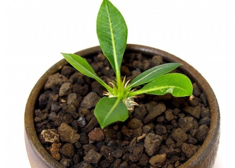 パキポディウム エブレネウム　Pachypodium eburneum