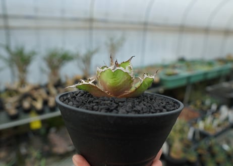 アガベ チタノタ シーザー agave titanota caesar　No.1